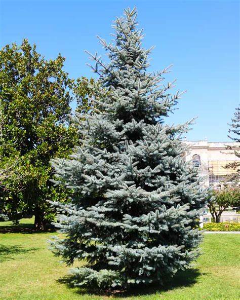 Picea pungens Glauca 250mg (approx 50 seeds) Seeds For Planting