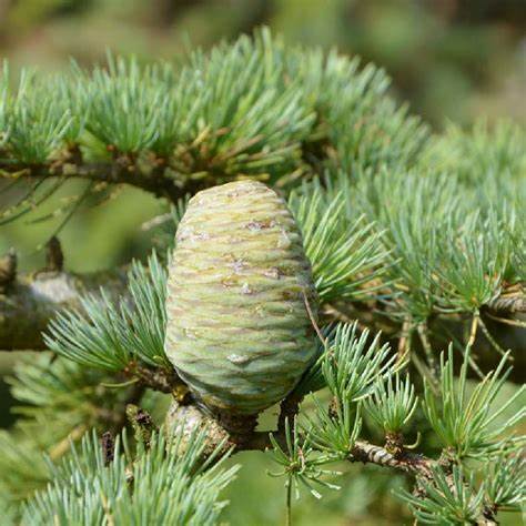 Cedrus libani 5 Seeds For Planting