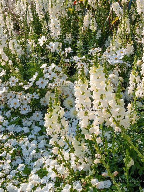 Delphinium ajacis Larkspur Rocket White 100mg Seeds For Planting