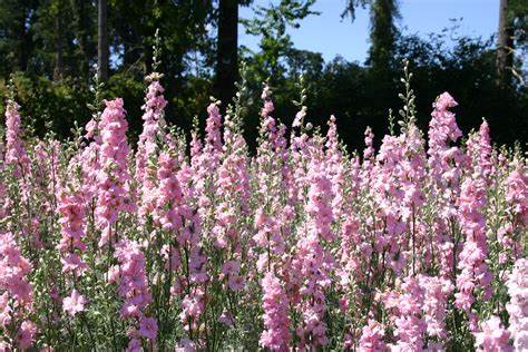 Delphinium ajacis Larkspur Rocket Light Pink 100mg Seeds For Planting