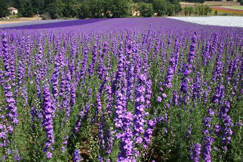 Delphinium ajacis Larkspur Rocket Lilac 100mg Seeds For Planting