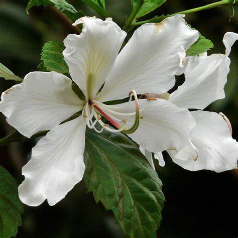 Bauhinia Alba Flowering Plant 10 Seeds For Planting