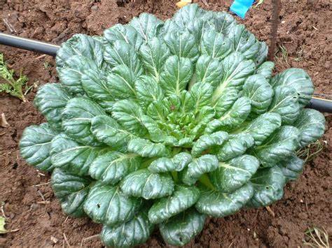 Pak Choi - Tatsoi 500 mg Seeds For Planting