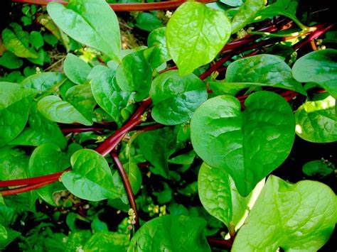 Malabar Spinach Red Stem Vegetable 500 mg Seeds For Planting