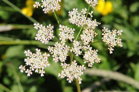 Caraway Carum carvi 300 Seeds For Planting