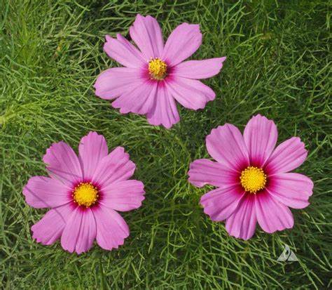 Cosmos bipinnatus Cosmos Gloria 1 gram Seeds For Planting