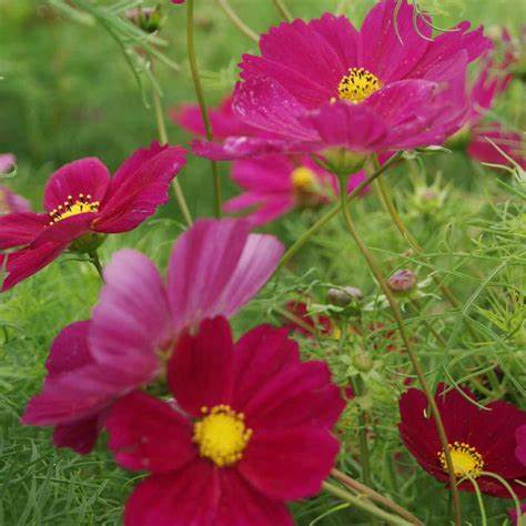 Cosmos bipinnatus Cosmos Dazzler 1 gram Seeds For Planting