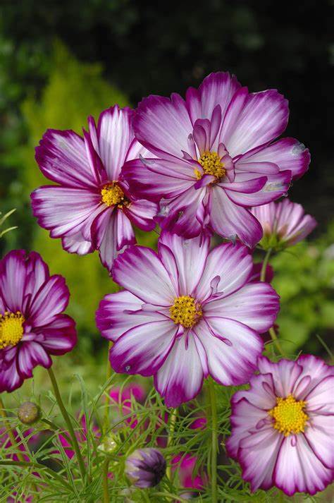 Cosmos bipinnatus Cosmos Picotee 1 gram Seeds For Planting