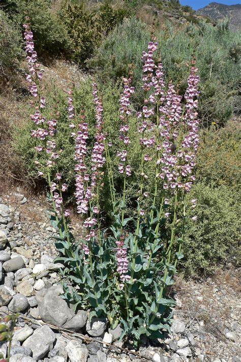 Penstemon palmeri 100mg Seeds For Planting