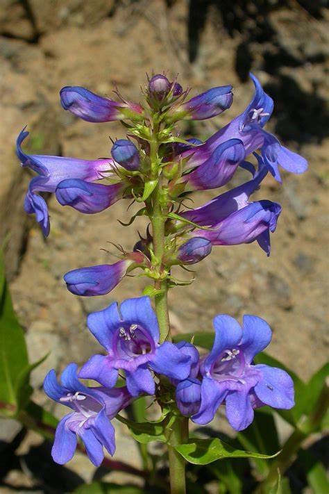 Penstemon payettensis 100mg Seeds For Planting