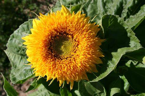 Teddy Bear Dwarf Sungold Sunflower Helianthus annuus 1 gram Seeds For Planting