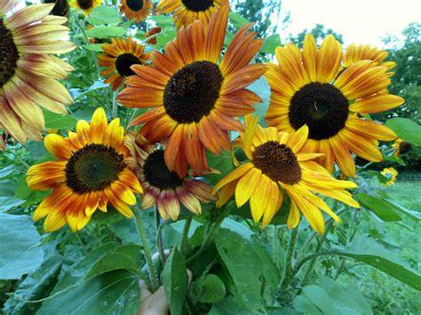 Velvet Queen Sunflower Helianthus annuus 1 gram Seeds For Planting