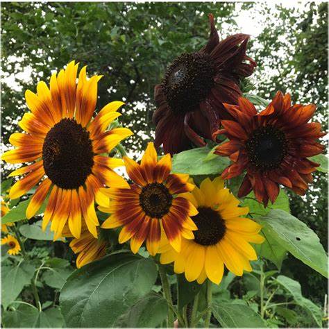 Autumn Beauty Sunflower Helianthus annuus 1 gram Seeds For Planting