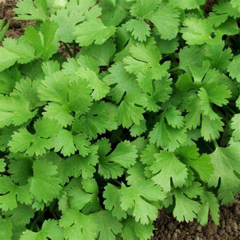 Cilantro Leisure Coriander Coriandrum sativum 175 Seeds For Planting