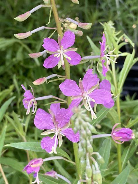 Chamaenerion Angustifolium Fireweed Flower 30 mg Seeds For Planting