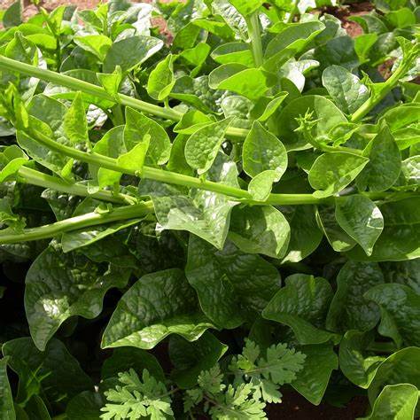 Malabar Spinach Green Vines Supreme Vegetable 500 mg Seeds For Planting