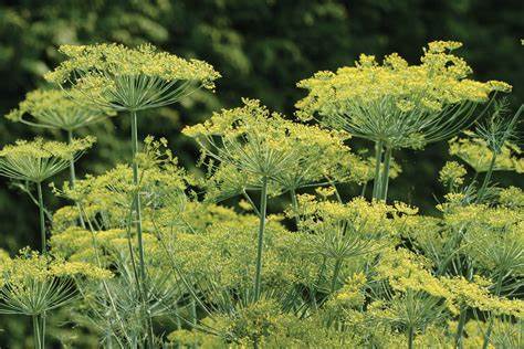 Dill Bouquet Anethum graveolens 700 Seeds For Planting