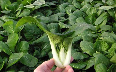 Pak Choi Dwarf 500 mg Seeds For Planting