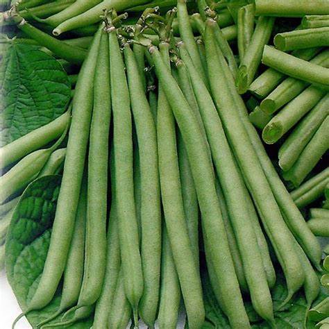 Petite Filet French Bean 40 Seeds For Planting