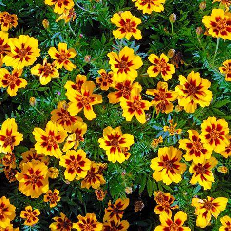 Dainty Marietta French Marigold Tagetes patula 500 mg Seeds For Planting