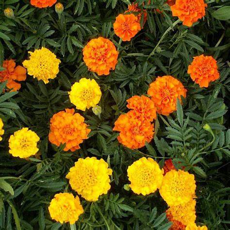 Crackerjack African Marigold Tagetes patula 500 mg Seeds For Planting