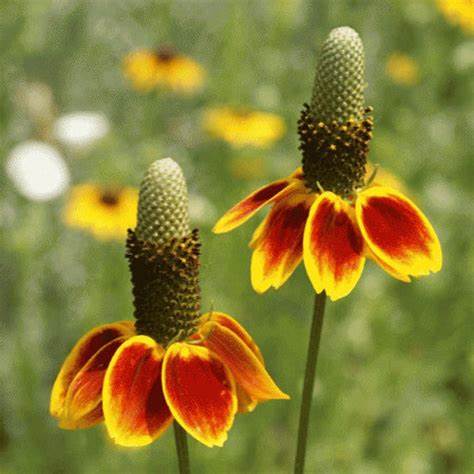 Mexican Hat Ratibida columnifera pulchra 100 mg (approx 250 seeds) Seeds For Planting