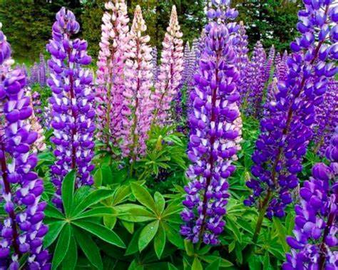 Large Leaf Lupine Lupinus polyphyllus Lindl. 500 mg (approx 20 seeds) Seeds For Planting