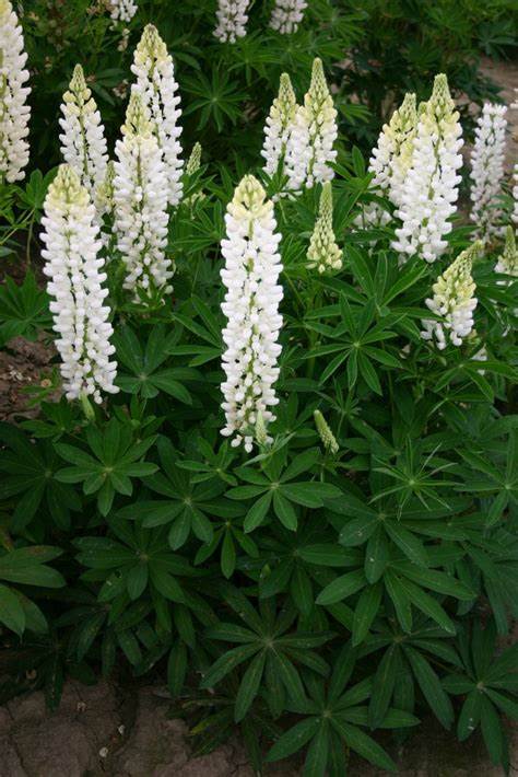 Russell White Lupine Lupinus polyphyllus 500 mg (approx 20 seeds) Seeds For Planting