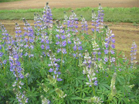 Riverbank Lupinus rivularis 500 mg (approx 15 seeds) Seeds For Planting