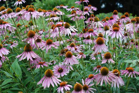 Purple Coneflower Echinacea purpurea 500 mg (approx 100 seeds) Seeds For Planting