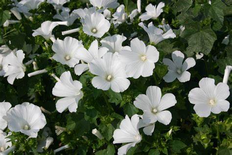 Dwarf White Rose Mallow Lavatera trimestris 250 mg (approx 40 seeds) Seeds For Planting