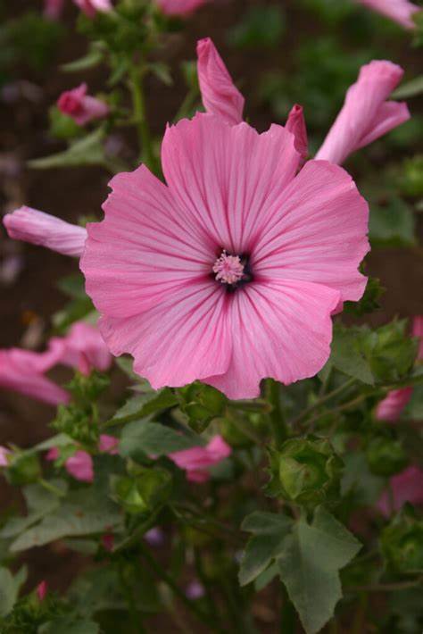 Dwarf Mix Rose Mallow Lavatera trimestris 250 mg (approx 40 seeds) Seeds For Planting