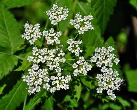 Cicuta Maculata Flowering Plant 500 mg Seeds For Planting