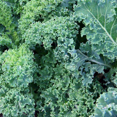 Dwarf Blue Curled Scotch Kale Brassica oleracea 350 Seeds For Planting