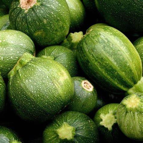 Summer Squash Round Zucchini Vegetable Cucurbita pepo 1 gram Seeds For Planting