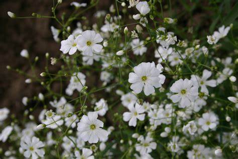 Covent Garden White Baby's Breath Gypsophila elegans 300 mg (approx 100 seeds) Seeds For Planting