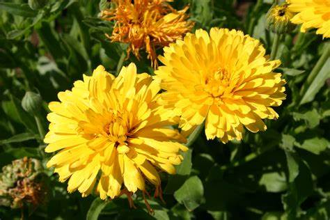 Pacific Beauty Yellow Dark Calendula officinalis 300 mg (approx 100 seeds) Seeds For Planting