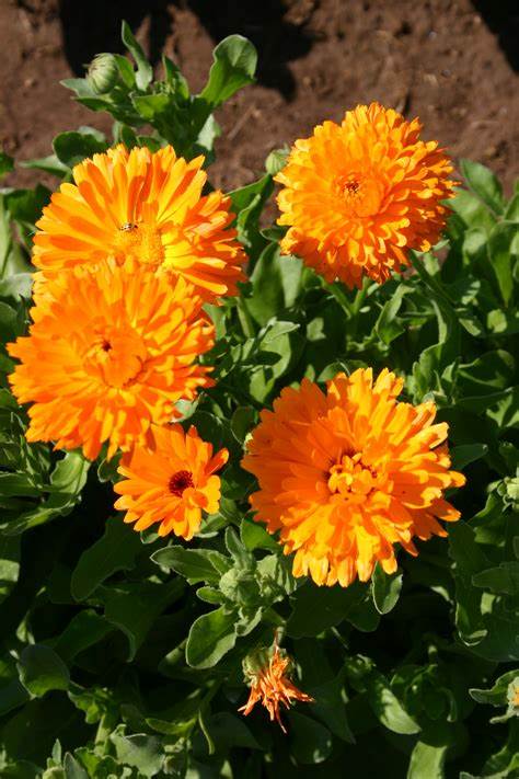 Pacific Beauty Orange Calendula officinalis 300 mg (approx 100 seeds) Seeds For Planting