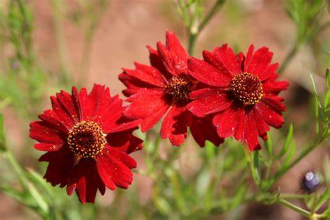 Plains Dwarf Red Coreopsis Coreopsis tinctoria 100 mg (approx 300 seeds) Seeds For Planting