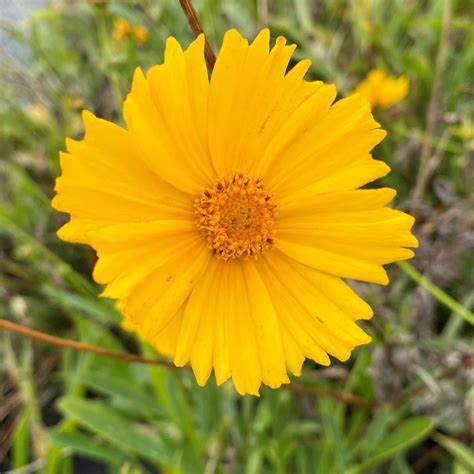 Lance Leaved Dwarf Coreopsis Coreopsis lanceolata 100 mg (approx 300 seeds) Seeds For Planting