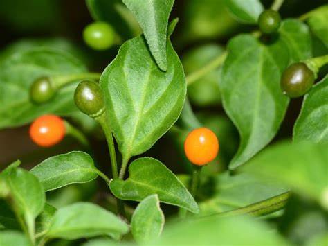 Chiltepin Pepper 250 mg Seeds For Planting