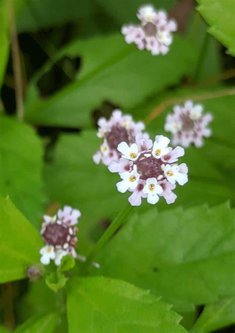 Phyla Lanceolata - Lanceleaf Fog Fruit Flowering Plant 100 mg Seeds For Planting