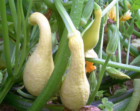 Early Summer Crookneck Summer Squash 10 Seeds For Planting