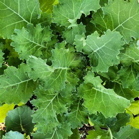 Kale Dwarf Siberian Improved 250 Seeds For Planting