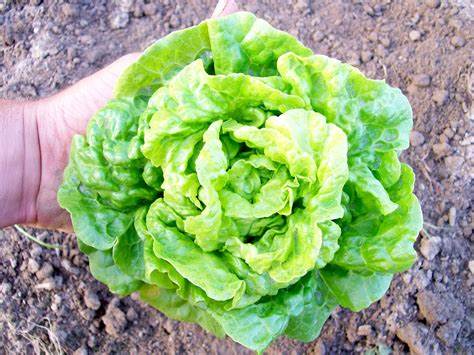 Bibb Butterhead Lettuce Seeds For Planting