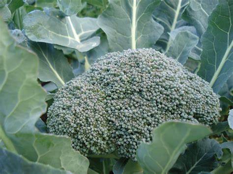 Broccoli Dicicco Brassica oleracea 300 Seeds For Planting