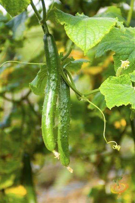 Cucumber Chinese Snake Curved 10 Seeds For Planting