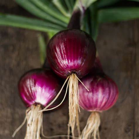 Onion Southport Red Globe 250 mg Seeds For Planting