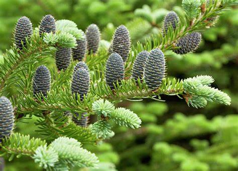 Abies balsamea Lake State Balsam Fir 250mg Seeds For Planting