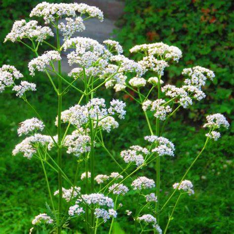 Anise Pimpinella anisum 250mg Seeds For Planting